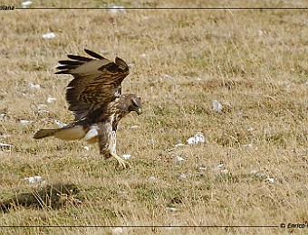 Animali 119